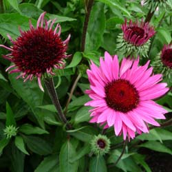 Echinacea rosea